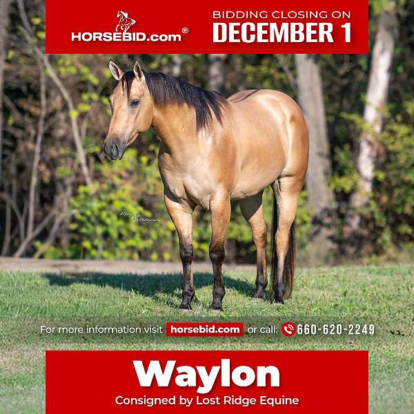 all-around-quarter-horse