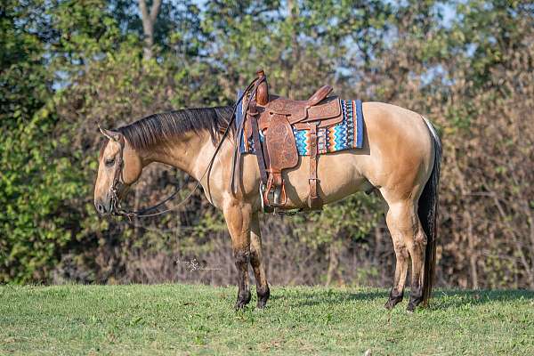 athletic-quarter-horse