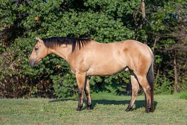 flashy-quarter-horse