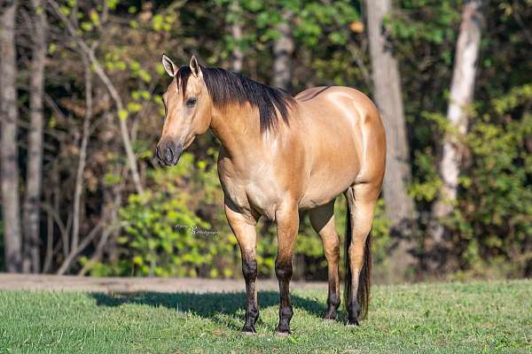 husband-safe-quarter-horse