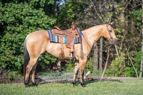 performance-quarter-horse