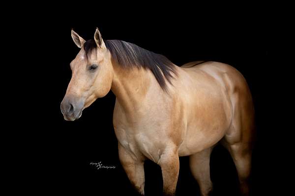 ranch-work-quarter-horse