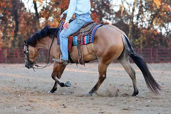 trail-quarter-horse