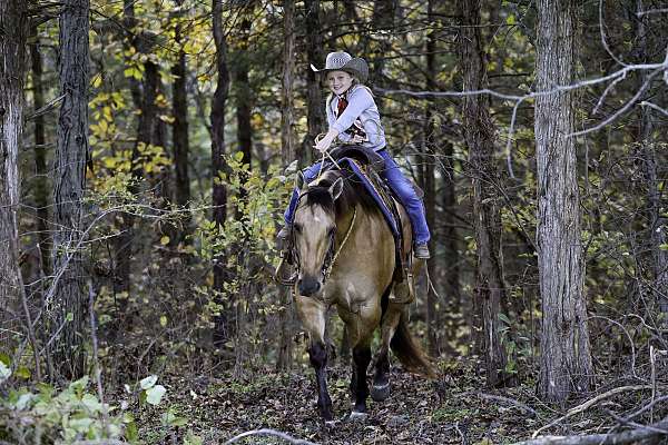 show-quarter-horse