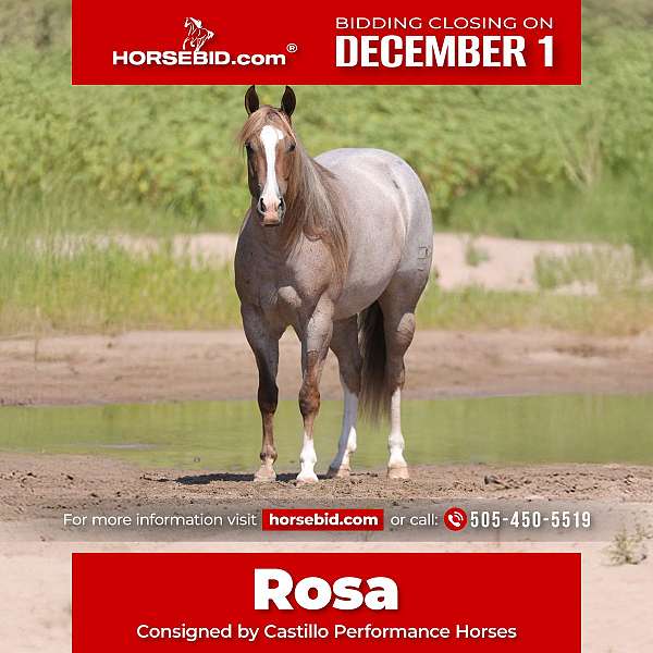 all-around-quarter-horse