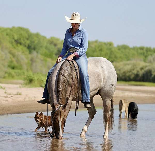 breeding-quarter-horse