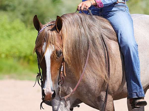 calf-roping-quarter-horse
