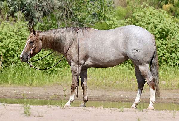 flashy-quarter-horse