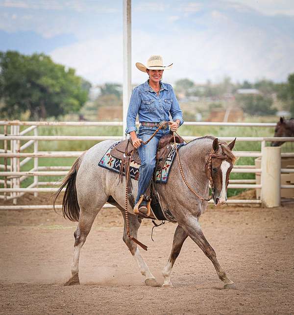 performance-quarter-horse