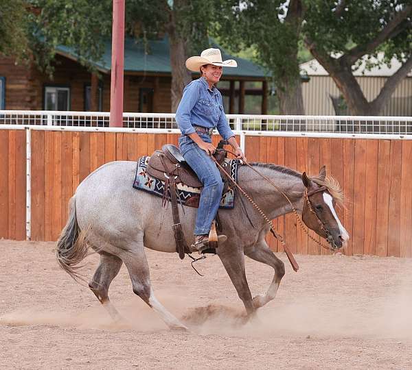 ranch-quarter-horse