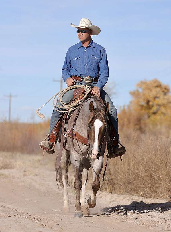 ranch-versatility-quarter-horse