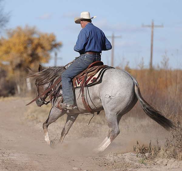 ranch-work-quarter-horse
