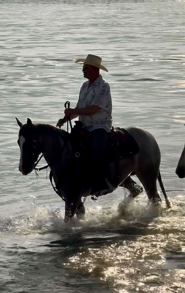 roping-quarter-horse