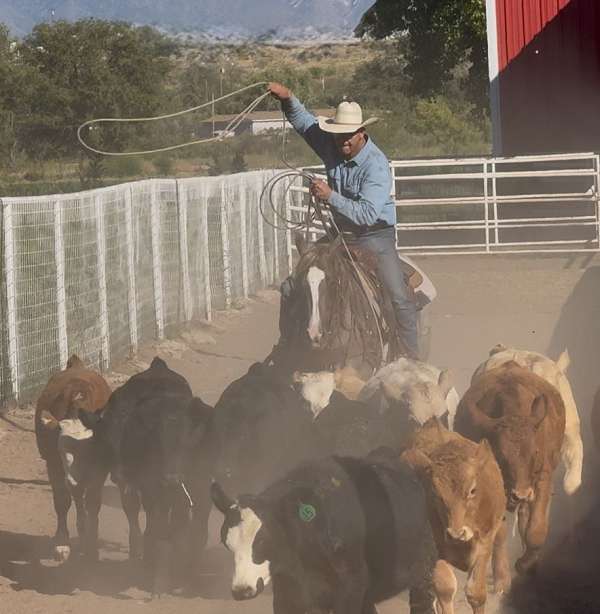 show-quarter-horse