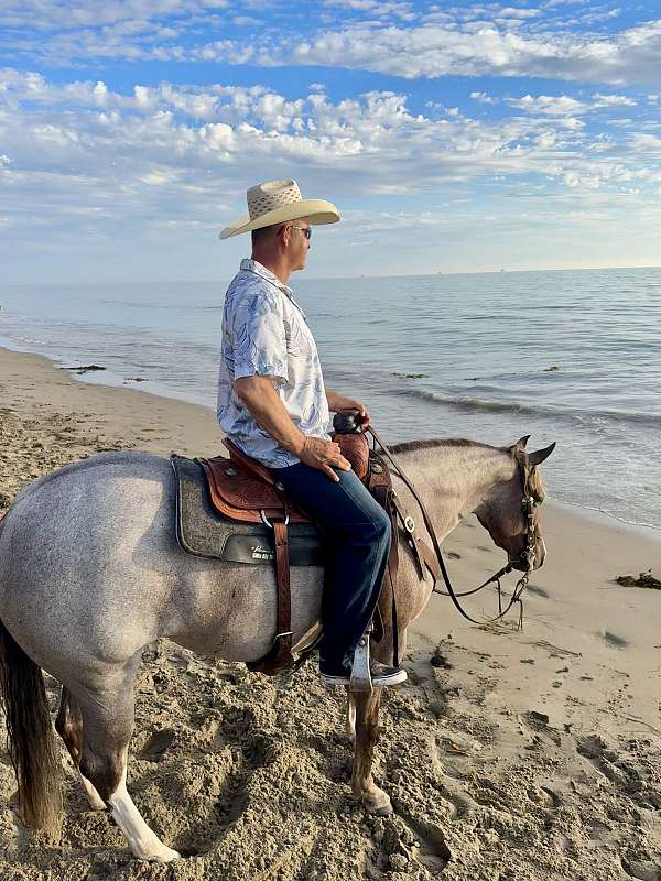 trail-quarter-horse