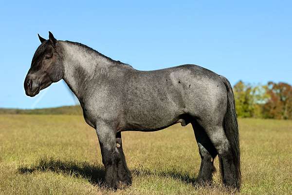 driving-barb-horse