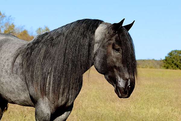 flashy-barb-horse
