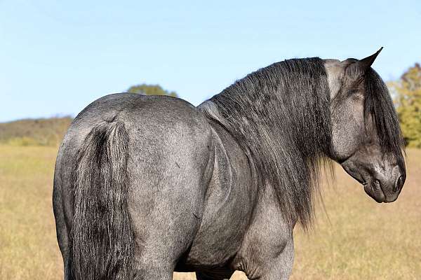 husband-safe-barb-horse