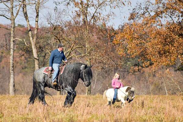 ranch-work-barb-horse