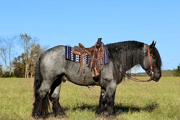 ranch-barb-horse