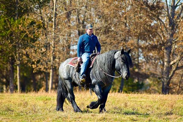 trail-barb-horse