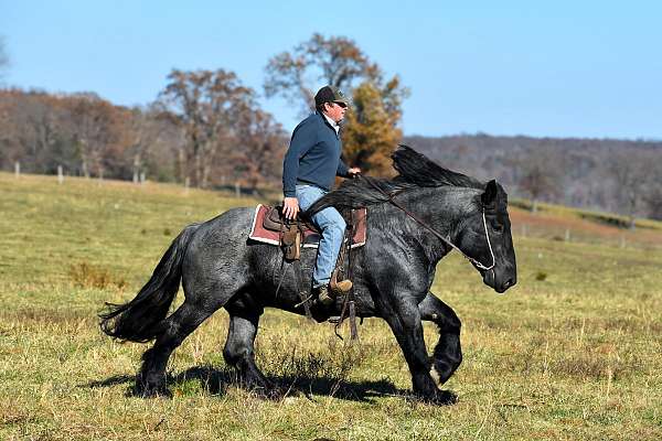 trail-riding-barb-horse