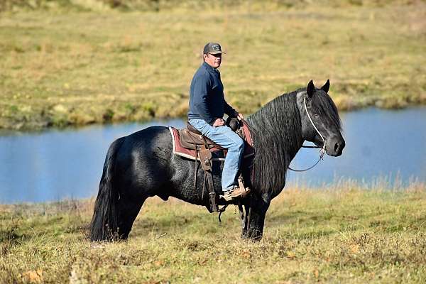 western-riding-barb-horse