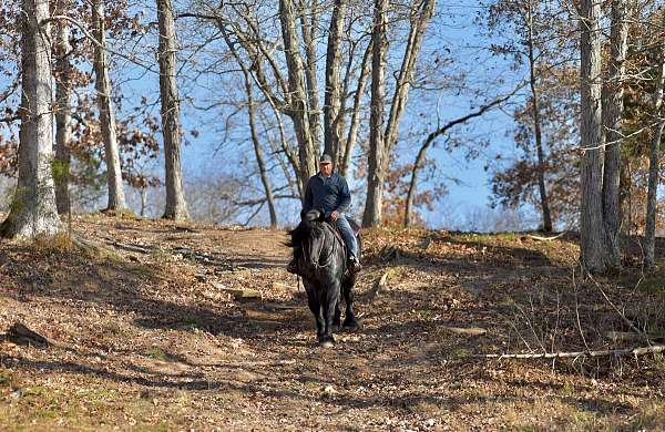 working-cattle-barb-horse