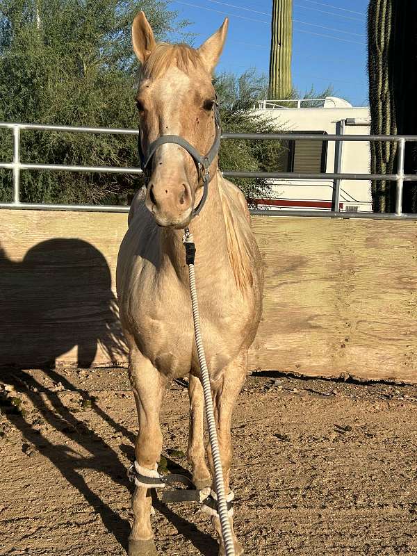 palomino-stallion