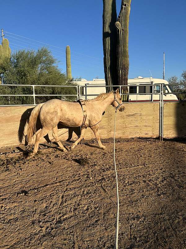 project-palomino-horse