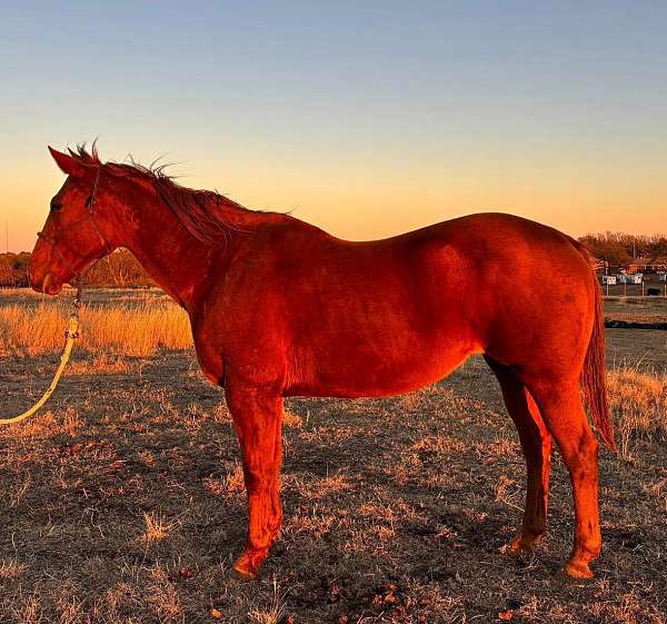 all-around-quarter-horse