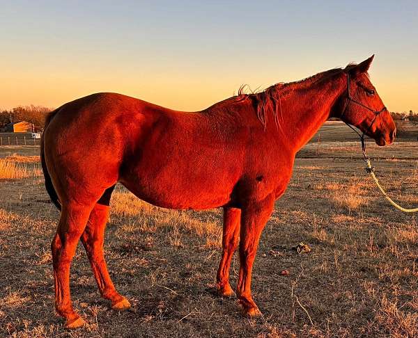 athletic-quarter-horse