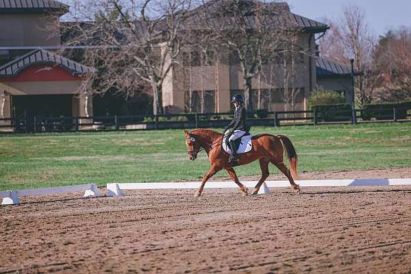 adult-amateur-draft-pony