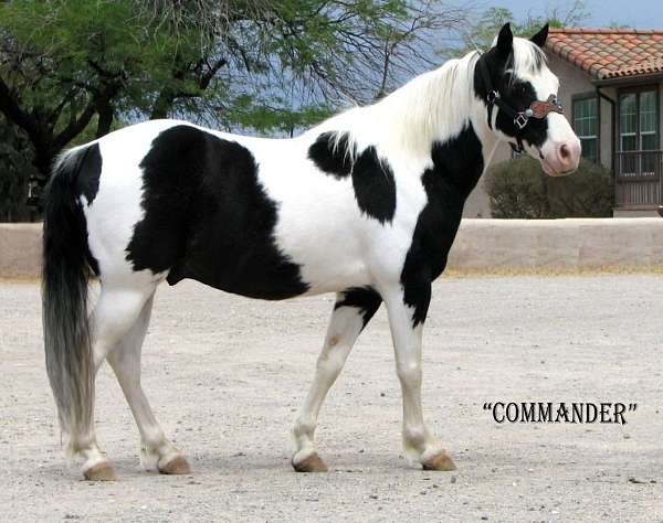 black-tobiano-quarter-pony