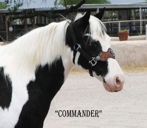 chief-quarter-pony