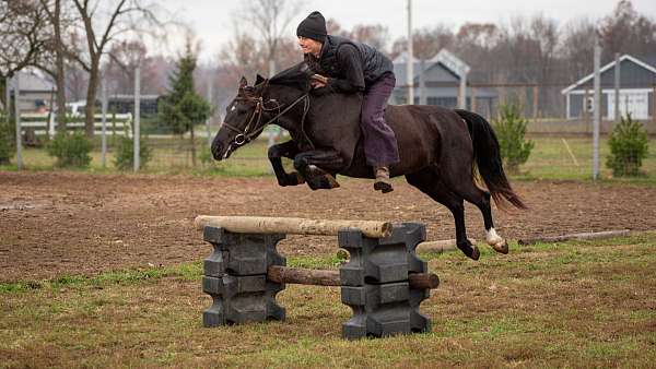 beginner-safe-quarter-pony