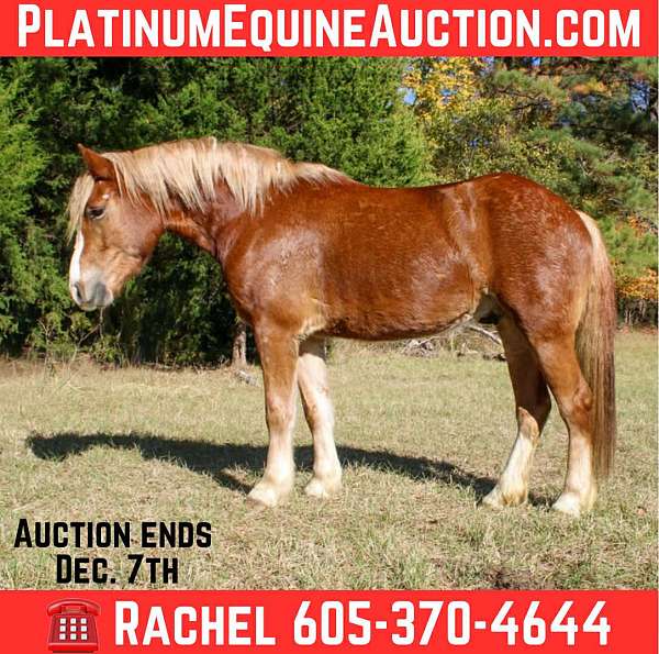 quarter-horse-haflinger