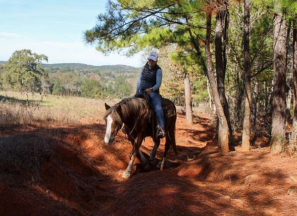 trail-haflinger-horse