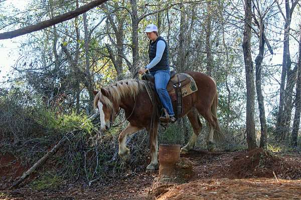 all-around-haflinger-horse
