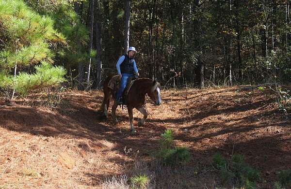 ranch-haflinger-horse