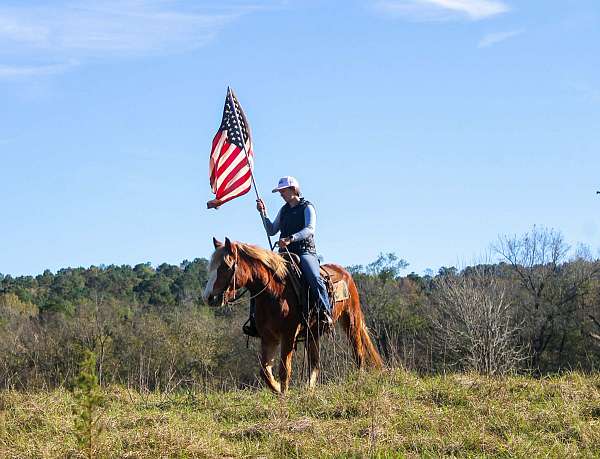 athletic-haflinger-horse