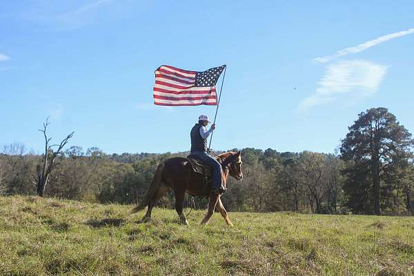 beginner-haflinger-horse