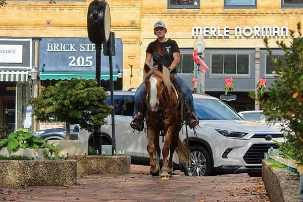 flashy-haflinger-horse