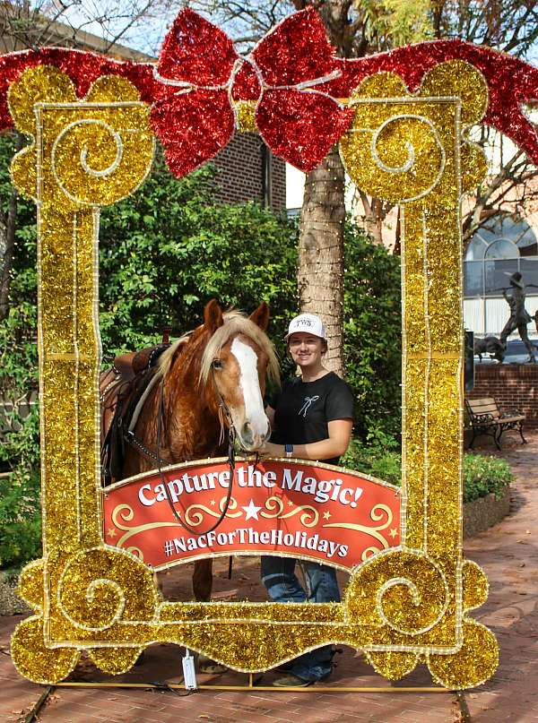 husband-safe-haflinger-horse