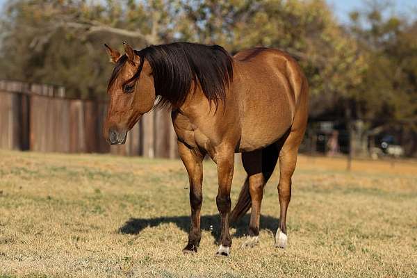 dun-sock-horse