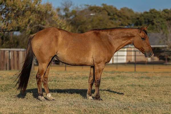quarter-horse