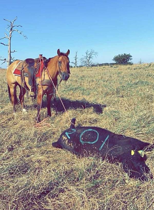 family-horse-quarter