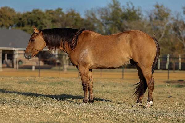 ranch-work-quarter-horse