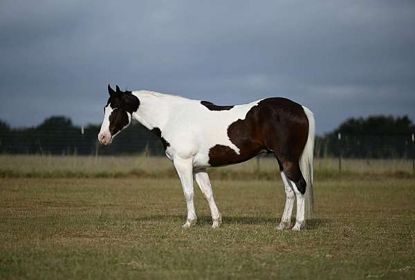 4-stockings-horse
