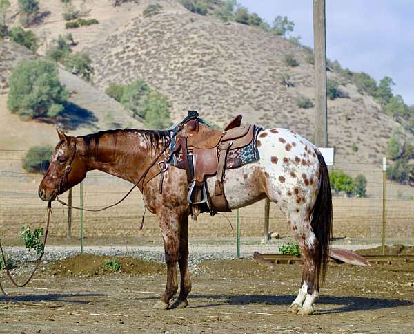 beginner-safe-quarter-horse